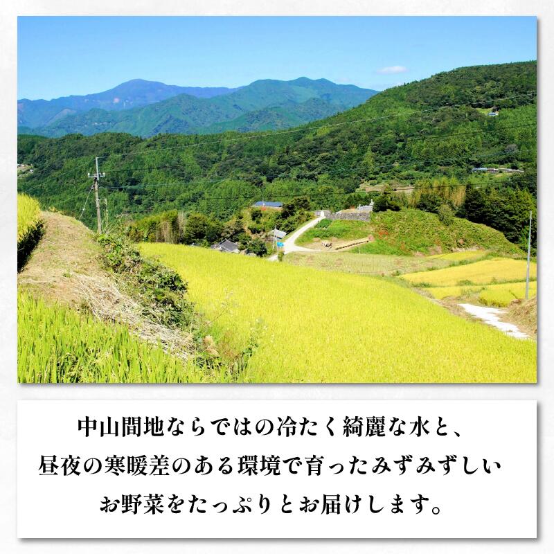 【ふるさと納税】 【先行予約 出荷2026年6月～】【大サイズ】 極甘 とうもろこし 選べる 5kg 10kg 10~20本 スイートコーン 大きい サイズ 三好市産 朝採れ 予冷 冷蔵 高糖度 コロッケ スープ 焼き トウモロコシ ギフト お中元 バーベキュー 送料無料 徳島県 三好市 みよし - 画像2