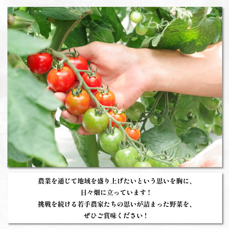 【ふるさと納税】 【先行予約 出荷2026年6月～】【大サイズ】 極甘 とうもろこし 選べる 5kg 10kg 10~20本 スイートコーン 大きい サイズ 三好市産 朝採れ 予冷 冷蔵 高糖度 コロッケ スープ 焼き トウモロコシ ギフト お中元 バーベキュー 送料無料 徳島県 三好市 みよし - 画像3