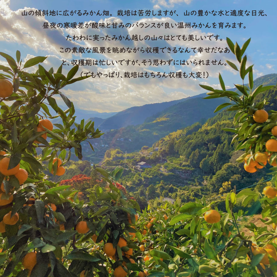 【ふるさと納税】 あおとくる 蔵出し熟成みかん 5kg 40玉前後 サイズ混合 サムネイル3