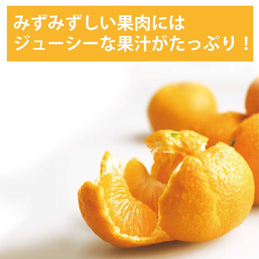 【ふるさと納税】長田農園 早生みかん 秀品 S-Lサイズ 10kg サムネイル2