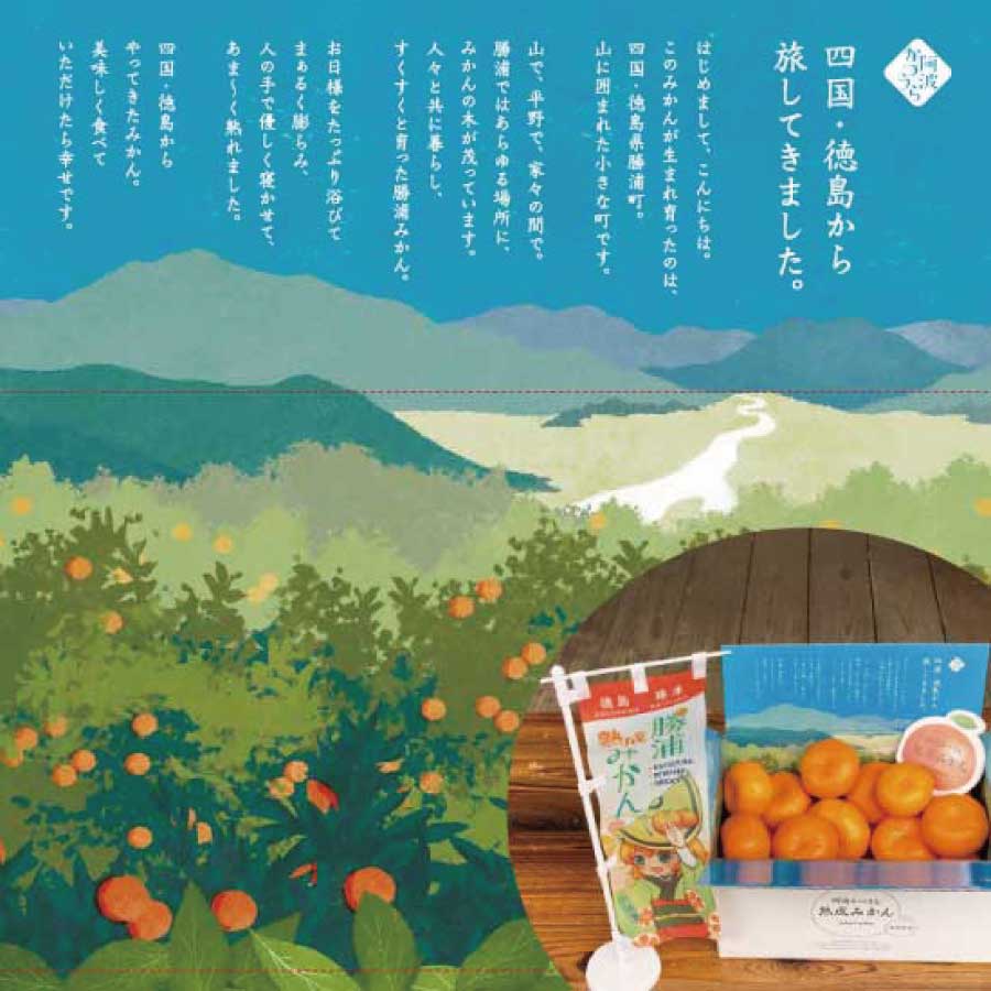 【ふるさと納税】谷内青果 贈答用 熟成みかん 秀品 S-Mサイズ 3kg サムネイル2