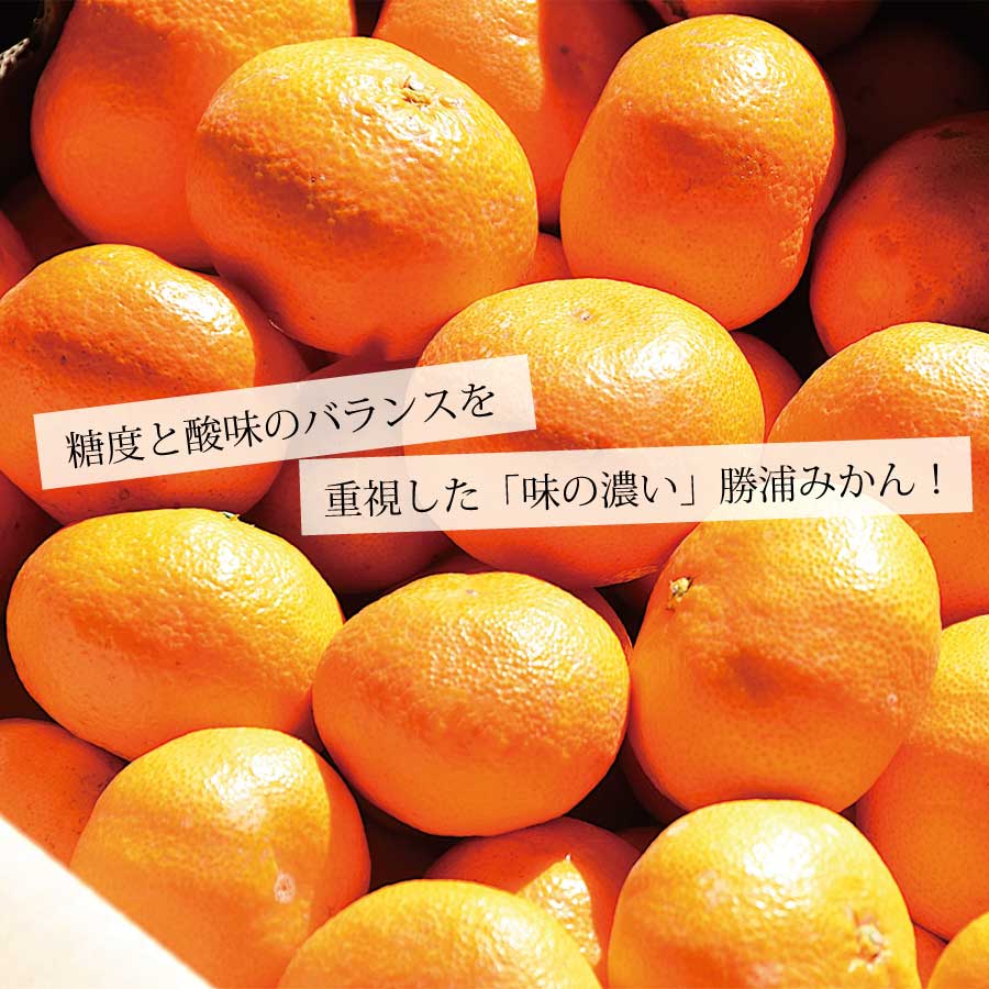 【ふるさと納税】花岡農園 熟成みかん 秀品 S-LLサイズ 5kg サムネイル2