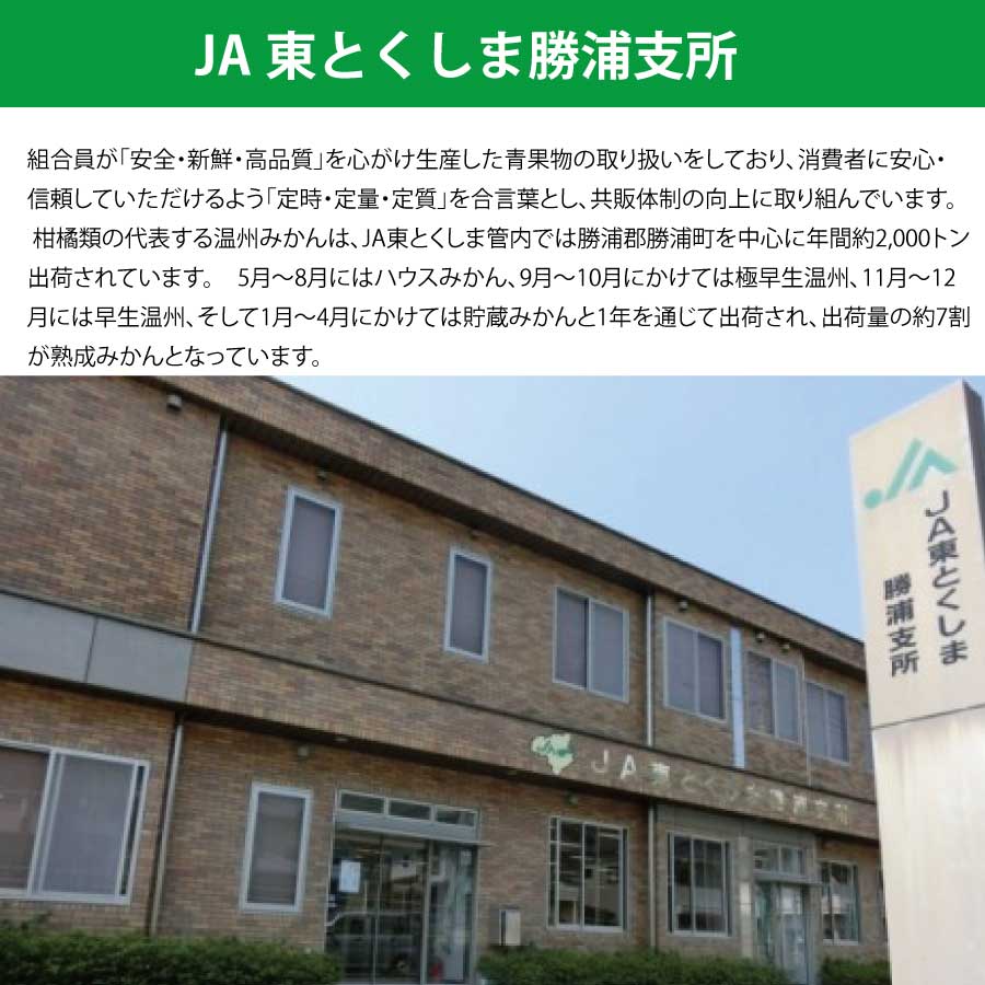 【ふるさと納税】JA東とくしま 勝浦熟成みかん 9kg 大玉サイズ 優品 サムネイル3