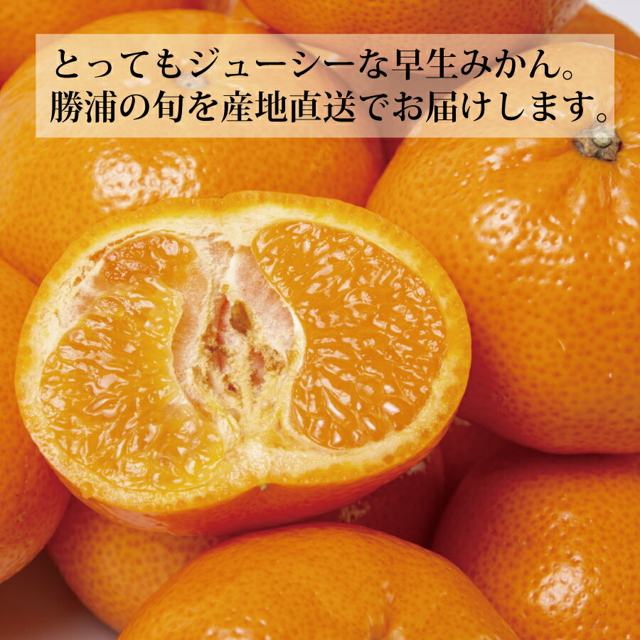 【ふるさと納税】青悦農園 勝浦早生みかん S-LLサイズ 秀品 10kg サムネイル2