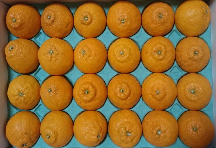 【ふるさと納税】青木さんちの不知火(しらぬい)『味自慢』　1箱(18玉〜24玉入り)　※2026年3月末頃から発送　[柑橘 春 人気 フルーツ 佐那河内 さなごうち ジューシー デコポン 贈答 進物 ギフト]※離島不可 サムネイル3