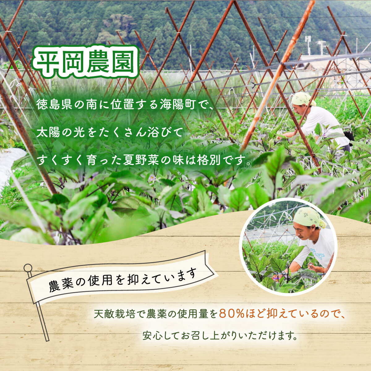 【ふるさと納税】夏野菜 詰め合わせ お試し セット なす おくら 野菜 茄子 ナス オクラ 産地直送 天敵栽培 【2026年7月以降順次発送】 サムネイル3