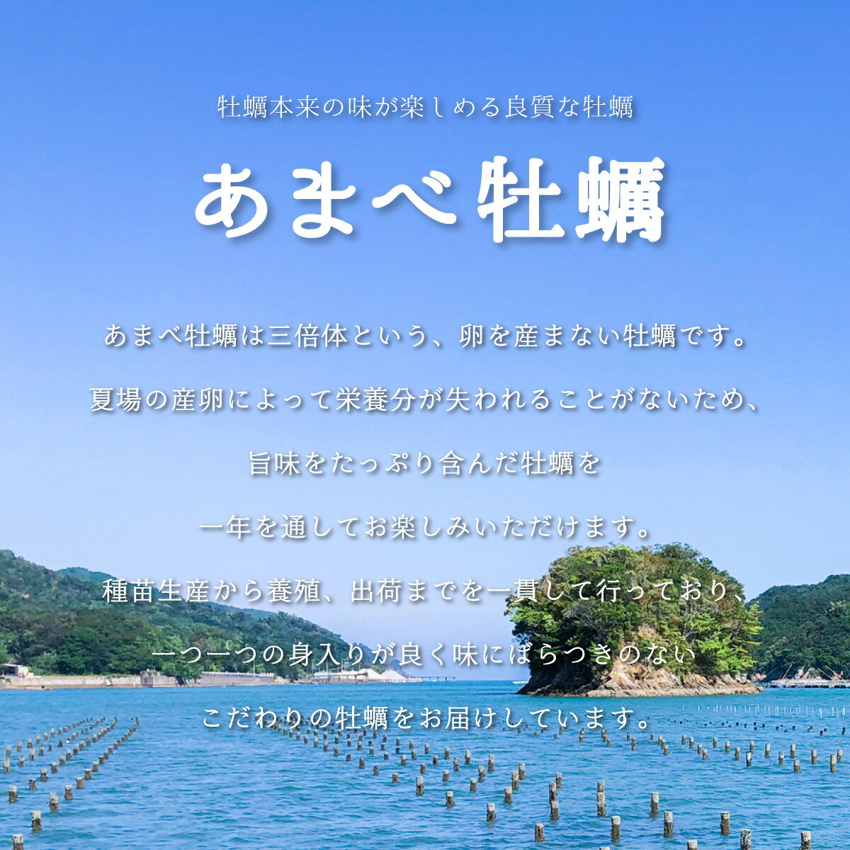 【ふるさと納税】 あまべ牡蠣 20個 牡蠣 生食用 殻付き かき カキ オイスター 生ガキ 生牡蠣 生がき 生かき ギフト 貝 シングルシード 旨味 サムネイル3