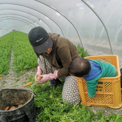 【ふるさと納税】徳島県藍住町産　春にんじん　約5kg【1142299】 - 画像3