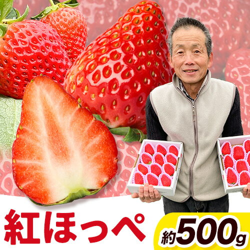 ＜ 先行予約 ＞ 粒の大きさにびっくり！ 紅ほっぺ 0.5kg (9~12粒) 木村農園《2026年1月上旬-3月中旬頃出荷》いちご 苺 イチゴ 果物 フルーツ 送料無料 徳島県 上板町