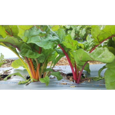 【ふるさと納税】農家人が選んでお届けする「にし阿波の旬野菜詰合せ」　4～5品【配送不可地域：離島】【1432165】 - 画像2