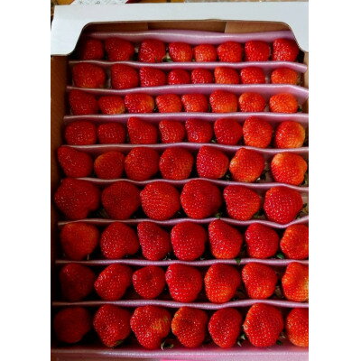 【アスカルビー】毎年一番人気!サイズお任せ不揃いイチゴ!【配送不可地域：離島】【1501993】