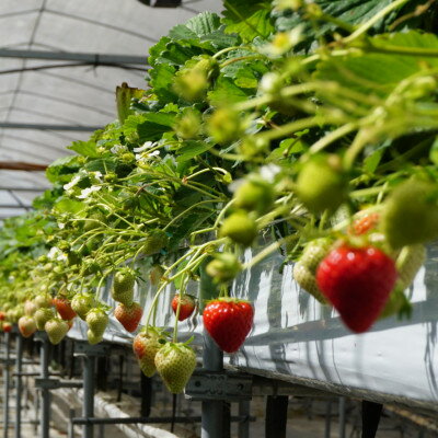 【ふるさと納税】【アスカルビー】毎年一番人気!サイズお任せ不揃いイチゴ!【配送不可地域：離島】【1501993】 サムネイル2