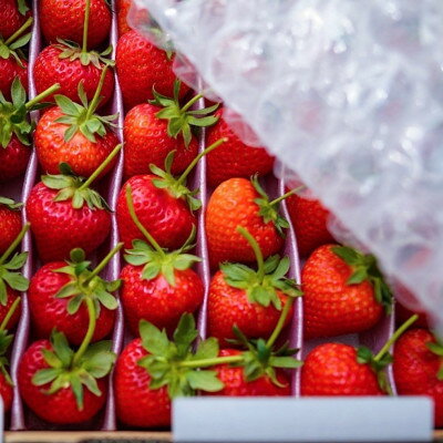 【ふるさと納税】大切な方へイチゴで想いを届ける!「品種:恋みのり(2L以上)」【配送不可地域：離島】【1520017】 サムネイル2