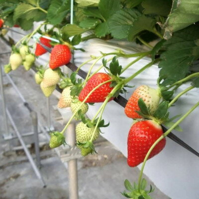 【ふるさと納税】1度試したら2度食べたくなるイチゴ「アスカルビー(2L以上)」【配送不可地域：離島】【1520022】 サムネイル3