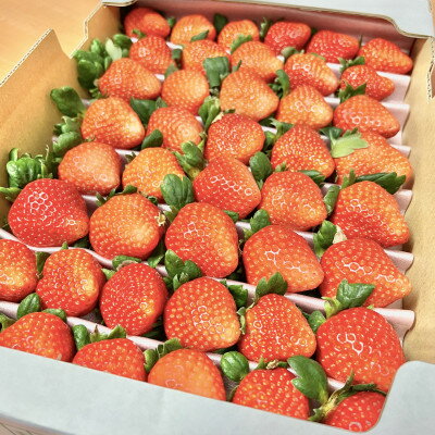 【恋みのり】毎年一番人気!サイズお任せ不揃いイチゴ!【配送不可地域：離島】【1574450】