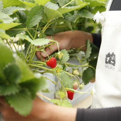 【ふるさと納税】【恋みのり】毎年一番人気!サイズお任せ不揃いイチゴ!【配送不可地域：離島】【1574450】 サムネイル3