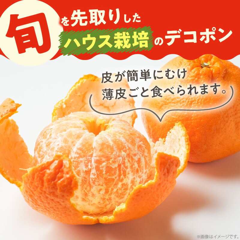 【ふるさと納税】高松産季節の果物＜ハウスデコポン＞約2.8kg【2025年12月中旬～2026年3月中旬配送】 | みかん ハウス栽培 柑橘 果実 果物 フルーツ 薄皮 薄皮ごと食べられる 自宅用 家庭用 デザート 贈り物 ギフト グルメ お取り寄せ お取り寄せフルーツ サムネイル2
