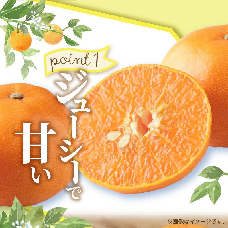 【ふるさと納税】ハウスせとか　約2.8kg【2026年1月下旬～2026年2月下旬配送】 | みかん オレンジ 柔らかい ジューシー 甘い 濃厚 プレゼント ハウス栽培 柑橘 果実 果物 果汁 フルーツ 薄皮 食品 果肉 自宅用 デザート 贈り物 ギフト サムネイル2