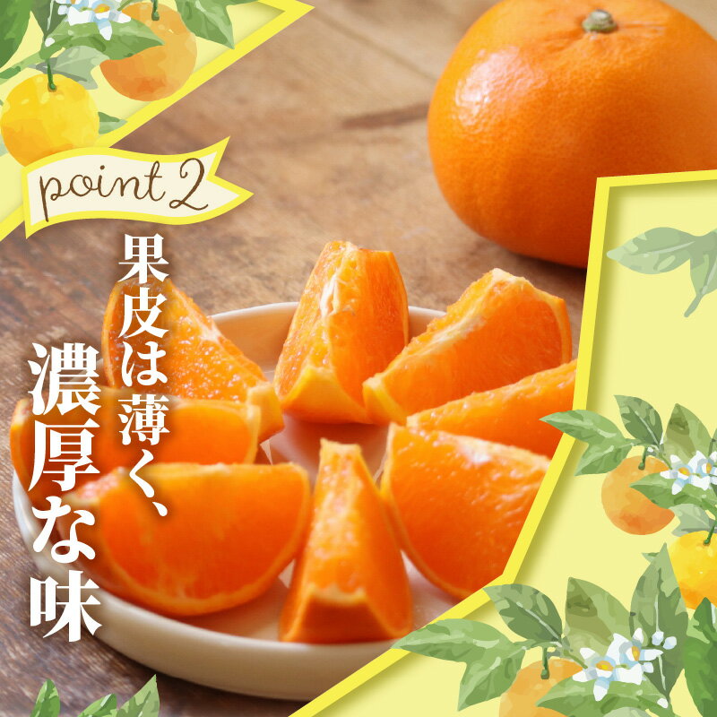 【ふるさと納税】ハウスせとか　約2.8kg【2026年1月下旬～2026年2月下旬配送】 | みかん オレンジ 柔らかい ジューシー 甘い 濃厚 プレゼント ハウス栽培 柑橘 果実 果物 果汁 フルーツ 薄皮 食品 果肉 自宅用 デザート 贈り物 ギフト サムネイル3