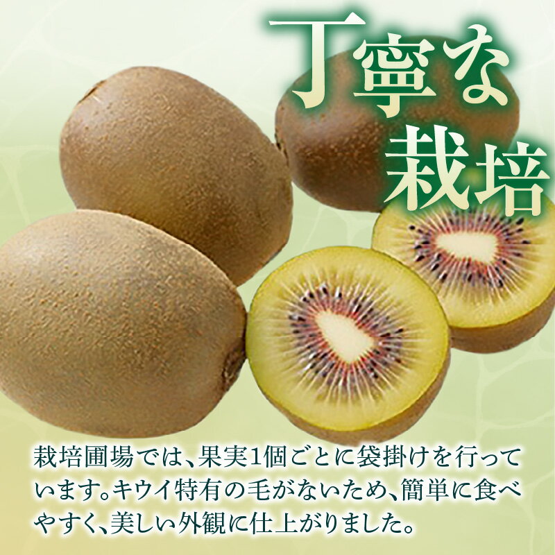 【ふるさと納税】さぬきエンジェルスイート 約2.2kg【2025年11月中旬～2026年1月中旬配送】 | キウイ キウイフルーツ 果物 フルーツ スイーツ デザート おやつ 糖度 甘い 青果 青果物 農産物 おすそ分け 手土産 家庭 お取り寄せ お取り寄せグルメ 人気 オススメグルメ サムネイル3