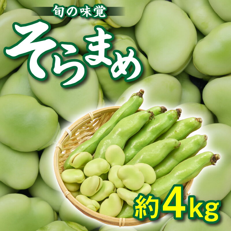 旬の味覚 そらまめ 約4kg【2026年4月下旬～2026年5月下旬配送】 | ふっくら 大粒 まめ 野菜 新鮮 旬 旬の味覚 旬の野菜 季節 季節の野菜 季節野菜 食材 おうち時間 家庭用 自宅用 贈り物 おすそ分け お取り寄せ 食べ物 生鮮食品 生鮮 産地直送 瀬戸内 グルメ