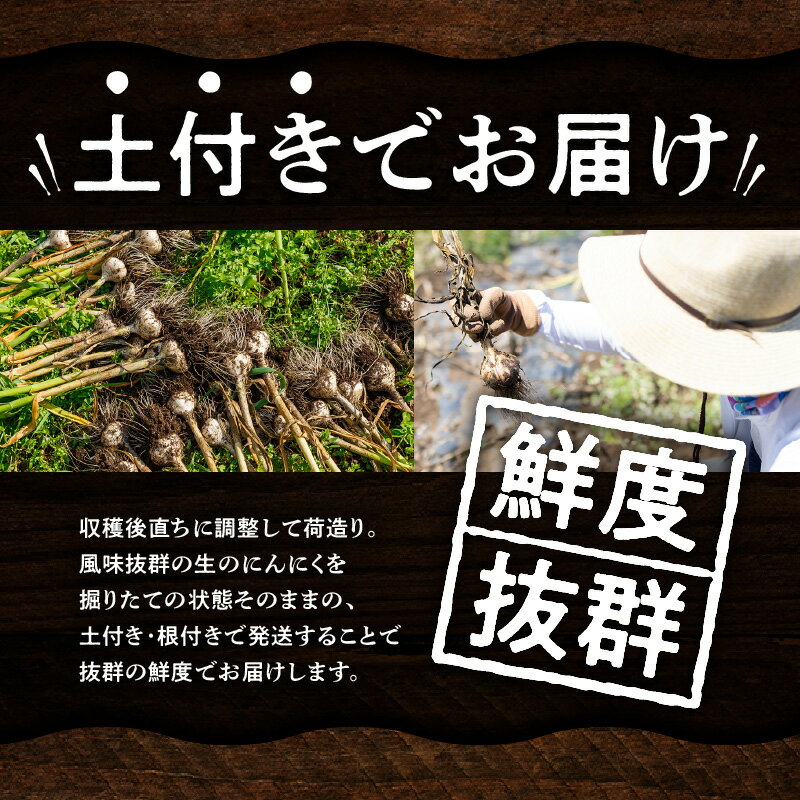 【ふるさと納税】土付きにんにく 約2kg【2026年5月上旬～2026年6月中旬配送】 | 国産 にんにく 野菜 肉厚 濃厚 土付き 新鮮 産地直送 鮮度抜群 風味抜群 旬 旬の野菜 季節の野菜 季節 農産物 生鮮食品 お取り寄せ おすそ分け 自宅用 家庭用 高松市産 瀬戸内 生にんにく - 画像3