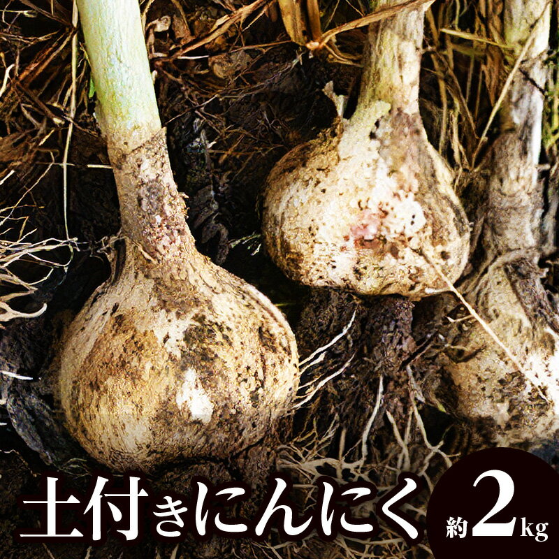 土付きにんにく 約2kg【2026年5月上旬～2026年6月中旬配送】 | 国産 にんにく 野菜 肉厚 濃厚 土付き 新鮮 産地直送 鮮度抜群 風味抜群 旬 旬の野菜 季節の野菜 季節 農産物 生鮮食品 お取り寄せ おすそ分け 自宅用 家庭用 高松市産 瀬戸内 生にんにく