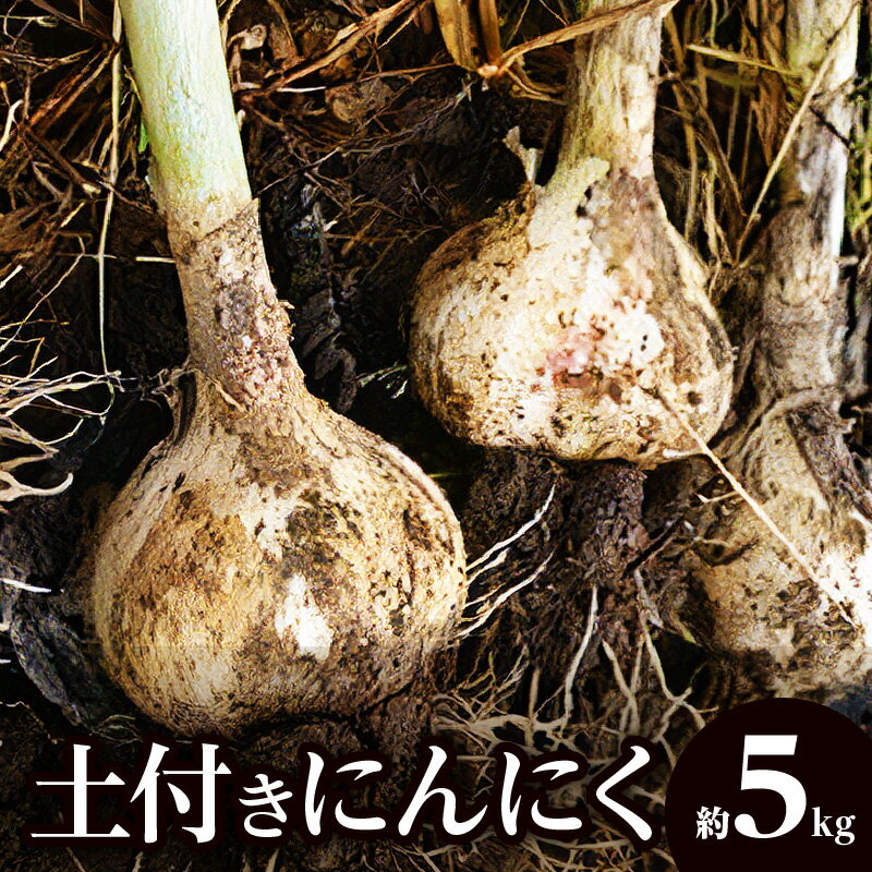 土付きにんにく 約5kg【2026-5月上旬～2026-6月中旬配送】 | 国産 にんにく 野菜 肉厚 濃厚 土付き 新鮮 産地直送 鮮度抜群 風味抜群 旬 旬の野菜 季節の野菜 季節 農作物 農産物 生鮮食品 お取り寄せ おすそ分け 自宅用 家庭用 高松市産 瀬戸内　生にんにく