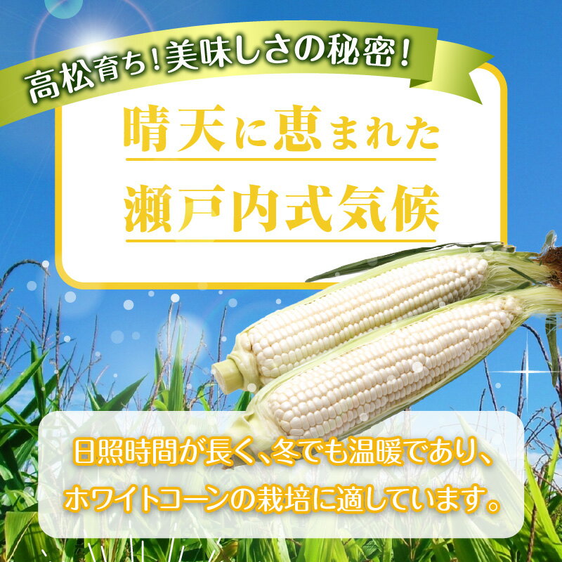 【ふるさと納税】上品な甘さ 瀬戸内 ホワイトコーン 約2.5kg【2026-6月中旬～2026-7月中旬配送】 | とうもろこし 上品 甘い 珍しい コーン プチプチ 弾ける 白い 野菜 新鮮 鮮度 自宅用 家庭用 高松市産 瀬戸内 料理 コーンスープ コーンポタージュ コーンバター 冷蔵 - 画像3