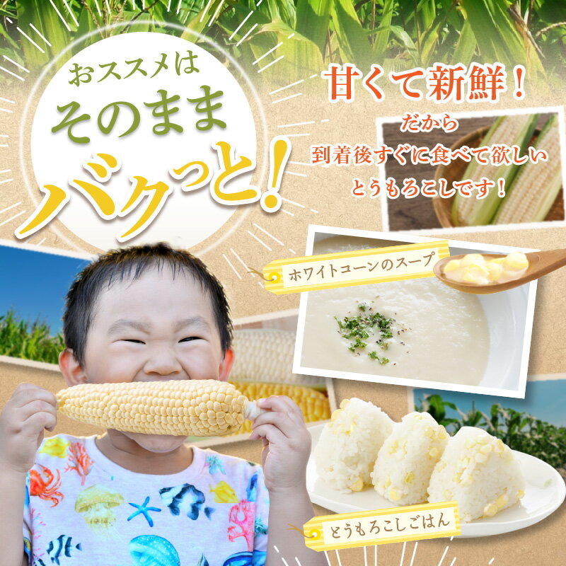 【ふるさと納税】＼寄附額改定／太物2Lサイズ以上!瀬戸内ホワイトコーン 約3.5kg【2026-6月中旬～2026-7月中旬配送】 | コーン とうもろこし トウモロコシ 野菜 瀬戸内 香川県 高松市 プチプチ 弾ける 甘い 鮮度 - 画像3