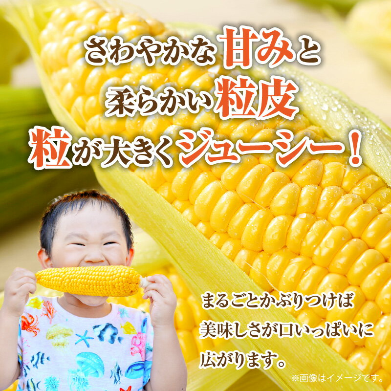 【ふるさと納税】＼寄附額改定／瀬戸内イエローコーン 約3kg【2026-6月上旬～2026-7月中旬配送】 | とうもろこ 王道 季節限定 甘い 柔らかい コーン ジューシー 弾ける 大粒 野菜 お取り寄せ 自宅用 家庭用 贈り物 プレゼント ギフト 高松市産 瀬戸内 冷蔵 - 画像3