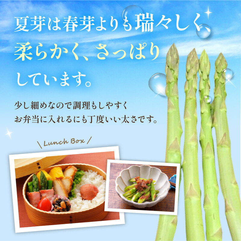 【ふるさと納税】さぬきのめざめ 夏芽 約700g アスパラガス【2026-6月上旬～2026-11月上旬配送】 | シャキシャキ食感 ジューシー 柔らかい グリーン アスパラガス 野菜 食品 人気 おすすめ お取り寄せ お取り寄せグルメ 産地直送 オリジナル 品種 - 画像2