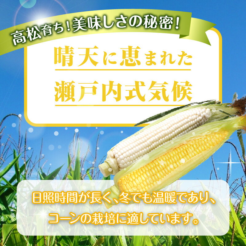 【ふるさと納税】瀬戸内ホワイトコーン・イエローコーン食べ比べ 各約3kg【2026-6月中旬～2026-7月中旬配送】 | とうもろこし 国産 高松市産 野菜 ギフト お取り寄せ 自宅用 家庭用 贈り物 瀬戸内 香川県 高松市 白い 甘い 冷蔵 - 画像3