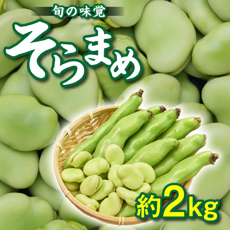 旬の味覚 そらまめ 約2kg【2026年5月上旬～2026年6月上旬配送】 | 国産 高松市産 大粒 甘い 野菜 豆 旬 旬の味覚 食材 食品 おうち時間 家庭用 自宅用 贈り物 お取り寄せ 産地直送 瀬戸内 五色青果 香川県 高松市 送料無料