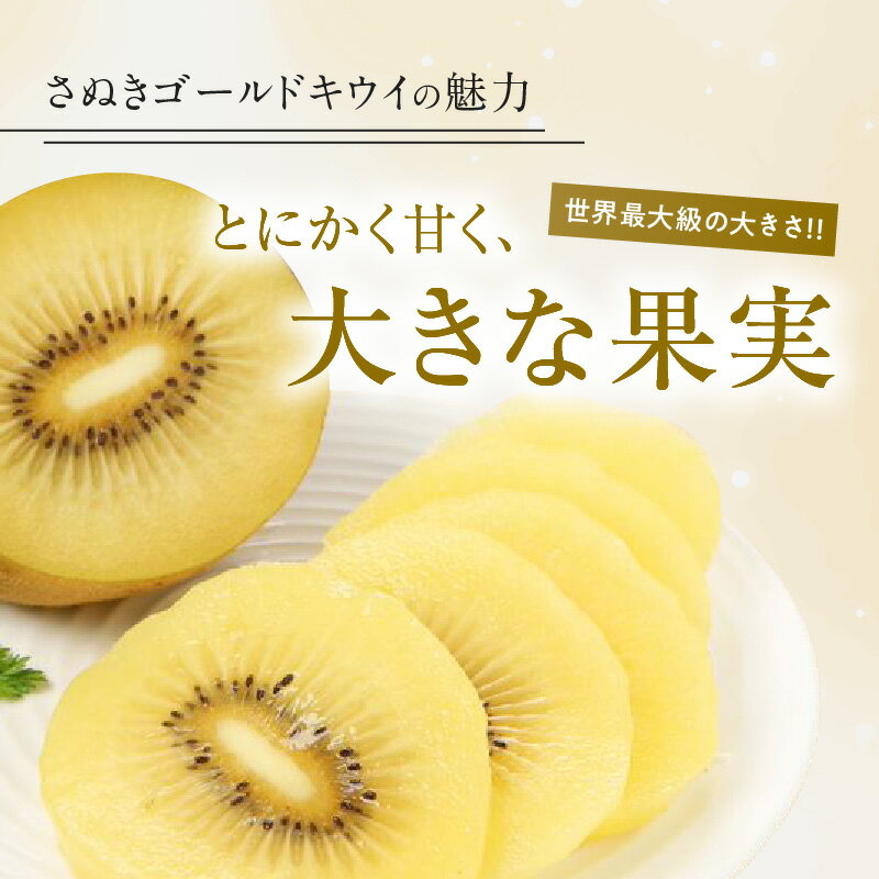 【ふるさと納税】さぬきゴールドキウイ化粧箱　約1.4kg【2025-10月中旬～2026-1月下旬配送】 | 化粧箱入り キウイ 甘い 大きい 果物 フルーツ デザート スイーツ 産地直送 ギフト 贈り物 贈答用 プレゼント 食品 人気 おすすめ お取り寄せ お取り寄せグルメ サムネイル2