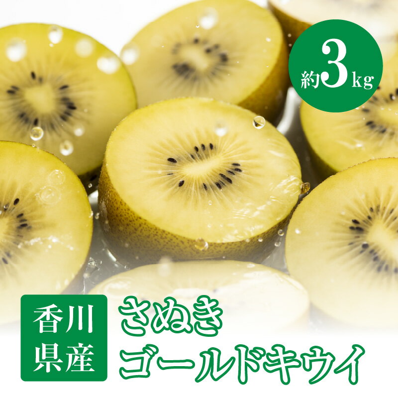 【ふるさと納税】さぬきゴールドキウイ　約3kg【2025-10月中旬～2026-1月下旬配送】 | 化粧箱入り キウイ 甘い 大きい 果物 フルーツ デザート スイーツ 産地直送 ギフト 贈り物 贈答用 プレゼント 食品 人気 おすすめ お取り寄せ お取り寄せグルメ サムネイル2