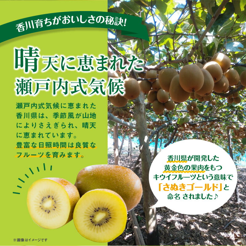 【ふるさと納税】さぬきゴールドキウイ　約3kg【2025-10月中旬～2026-1月下旬配送】 | 化粧箱入り キウイ 甘い 大きい 果物 フルーツ デザート スイーツ 産地直送 ギフト 贈り物 贈答用 プレゼント 食品 人気 おすすめ お取り寄せ お取り寄せグルメ サムネイル3
