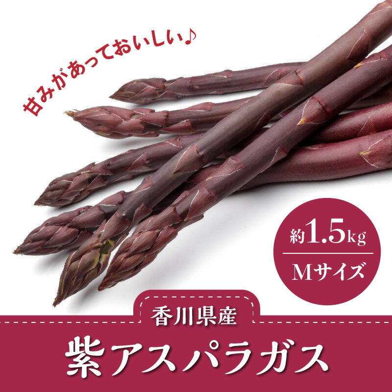 【ふるさと納税】貴重で甘みが強い! 紫アスパラガス ( Mサイズ ) 約1.5kg【2026-6月上旬～2026-10月中旬配送】 | アントシアニン 野菜 アスパラ 貴重 貴重品種 サラダ 料理 冷蔵 新鮮 ベジタリアン ベジタブル お取り寄せ お取り寄せグルメ ギフト 贈答用 - 画像2