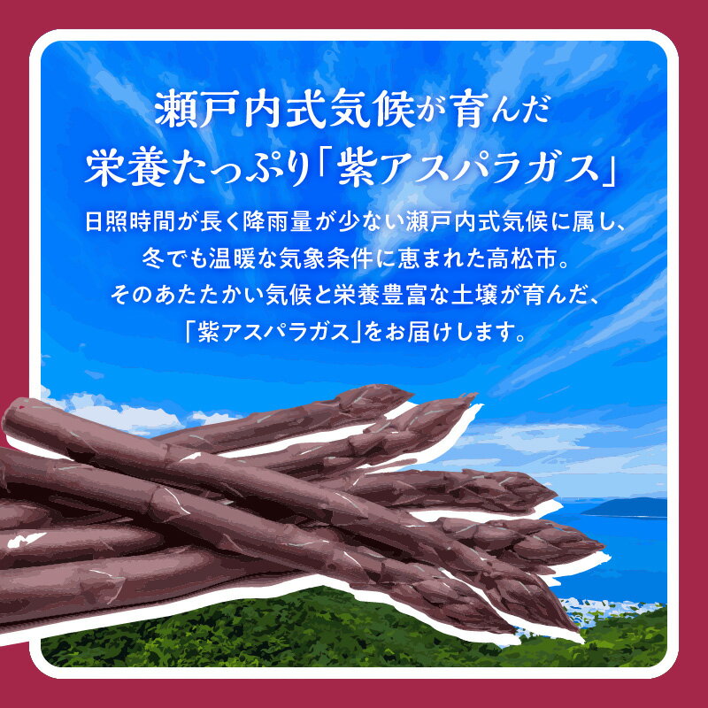 【ふるさと納税】貴重で甘みが強い! 紫アスパラガス ( Mサイズ ) 約1.5kg【2026-6月上旬～2026-10月中旬配送】 | アントシアニン 野菜 アスパラ 貴重 貴重品種 サラダ 料理 冷蔵 新鮮 ベジタリアン ベジタブル お取り寄せ お取り寄せグルメ ギフト 贈答用 - 画像3