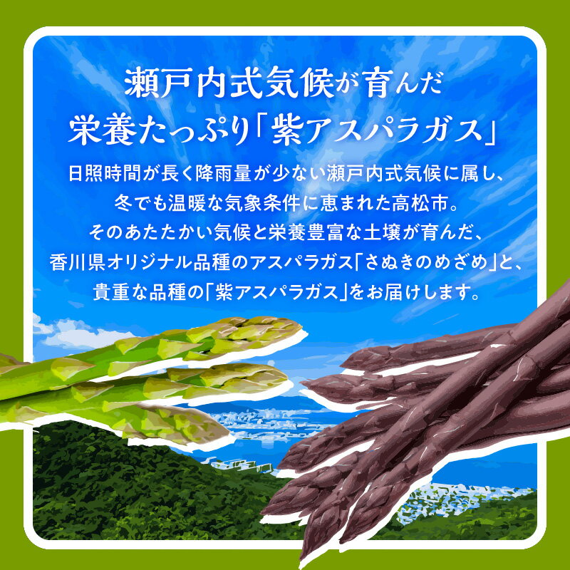 【ふるさと納税】アスパラガス 食べ比べ ( 紫 アスパラガス 500g と さぬきのめざめ 500g ) 約1kg 【2026-6月上旬～2026-10月中旬配送】 | シャキシャキ 食感 ジューシー 柔らかい グリーンアスパラガス 野菜 食品 人気 おすすめ お取り寄せ お取り寄せグルメ 産地直送 - 画像3