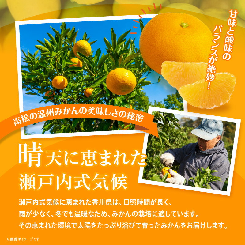 【ふるさと納税】＼寄附額改定／内容量が選べる【訳あり】太陽たっぷり浴びた　瀬戸内温州みかん　【2024-10月上旬～2025-1月中旬配送】 | 果物 フルーツ みかん オレンジ 蜜柑 ミカン 果汁 果肉 サイズ混合 香川県 高松市 サムネイル3