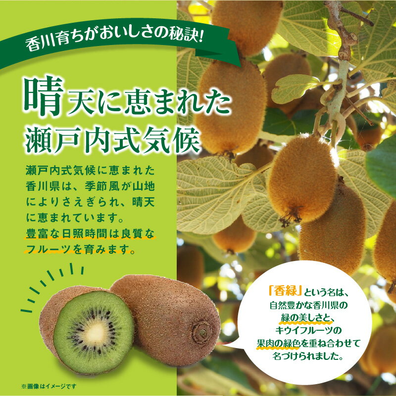 【ふるさと納税】大玉厳選(3Lサイズ以上)!香緑キウイ　約1.3kg【2026-1月上旬～2026-3月上旬配送】 サムネイル3