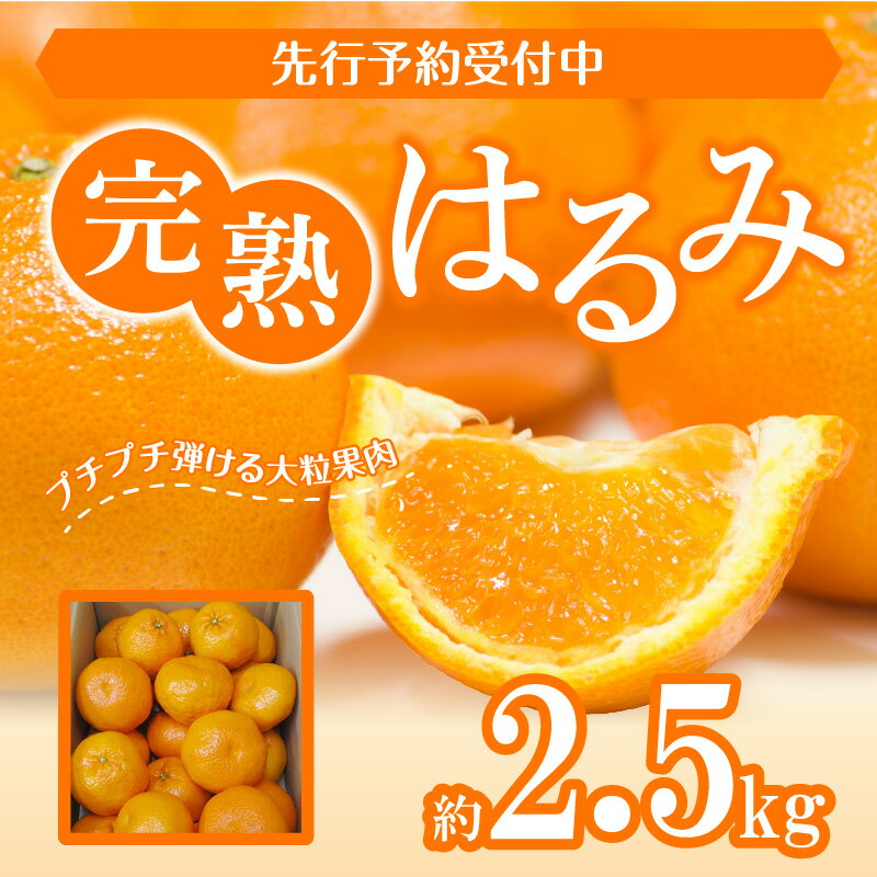 【ふるさと納税】完熟 はるみ 約2.5kg【2026-2月下旬～2026-3月下旬配送】 | 果物 フルーツ 大粒 果肉 甘い 爽やか みかん 柑橘 デザート スイーツ 産地直送 人気 おすすめ お取り寄せ お取り寄せグルメ サムネイル2