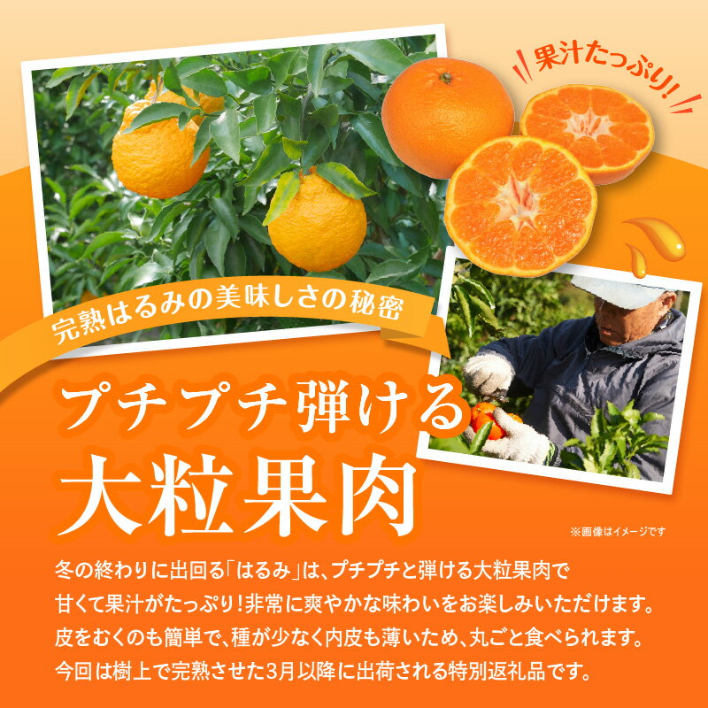 【ふるさと納税】完熟 はるみ 約2.5kg【2026-2月下旬～2026-3月下旬配送】 | 果物 フルーツ 大粒 果肉 甘い 爽やか みかん 柑橘 デザート スイーツ 産地直送 人気 おすすめ お取り寄せ お取り寄せグルメ サムネイル3