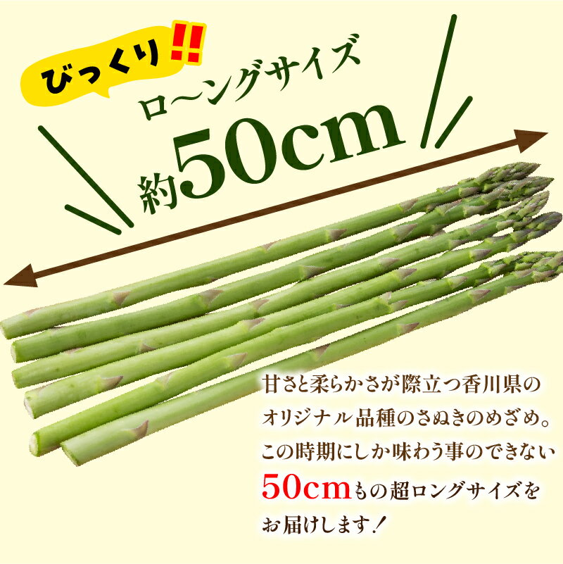 【ふるさと納税】びっくりロ～ングサイズ さぬきのめざめロング約50cm 約2kg【2026-2月中旬～2026-4月下旬配送】 | 高松市産 国産 爽やか 甘い ジューシー ロング オリジナル品種 品種 アスパラ 自宅用 おうち時間 お取り寄せ 新鮮 野菜 農産物 旬 旬の野菜 産地直送 - 画像2
