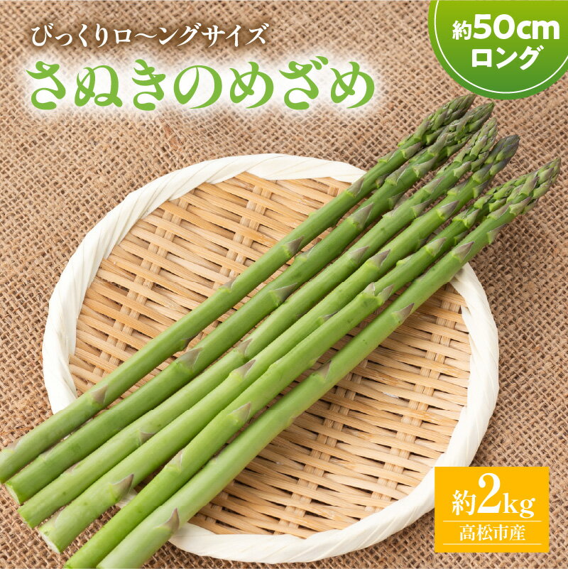びっくりロ～ングサイズ さぬきのめざめロング約50cm 約2kg【2026-2月中旬～2026-4月下旬配送】 | 高松市産 国産 爽やか 甘い ジューシー ロング オリジナル品種 品種 アスパラ 自宅用 おうち時間 お取り寄せ 新鮮 野菜 農産物 旬 旬の野菜 産地直送