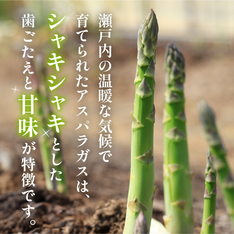 【ふるさと納税】期間限定企画 極太2Lサイズ以上! アスパラガス 約700g【2026-3月上旬～2026-4月下旬配送】 | 国産 高松市産 極太サイズ シャキシャキ 甘い 野菜 旬 旬の野菜 新鮮 産地直送 ご家庭 自宅用 おすそ分け 料理 材料 おうち時間 BBQ グルメ 冷蔵 瀬戸内 - 画像2