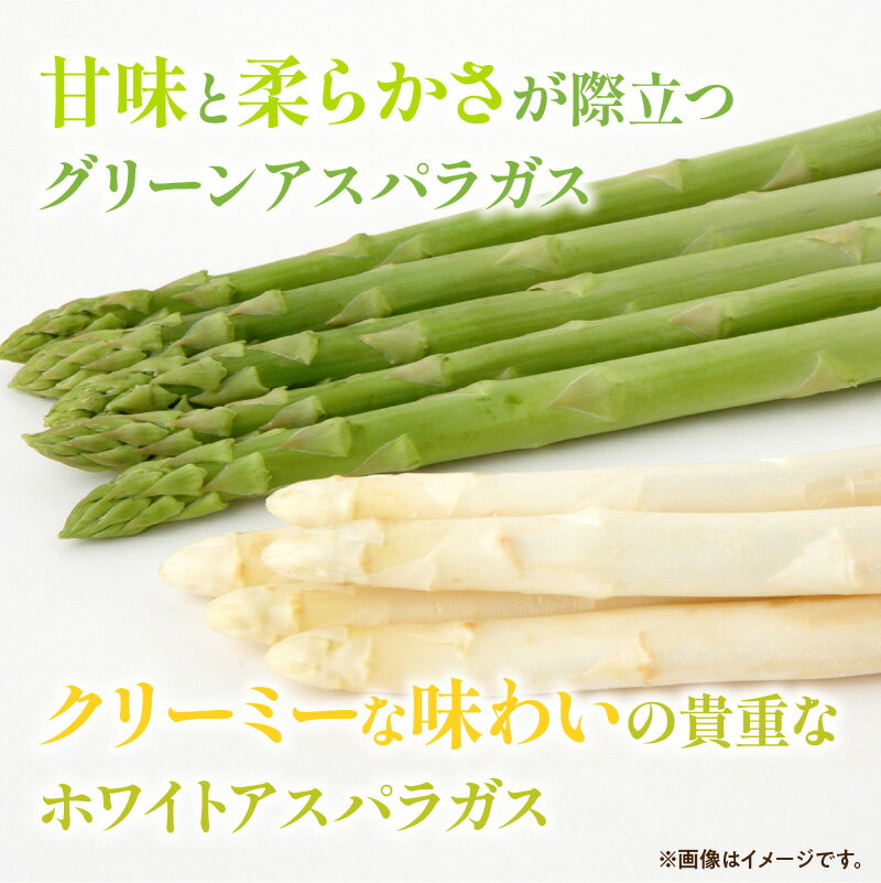 【ふるさと納税】グリーン (約500g)・ ホワイト (約300g) アスパラガス 食べ比べ セット 【2026-3月上旬～2026-9月下旬配送】 | シャキシャキ 歯ごたえ 柔らかい やわらかい 甘い 野菜 - 画像3