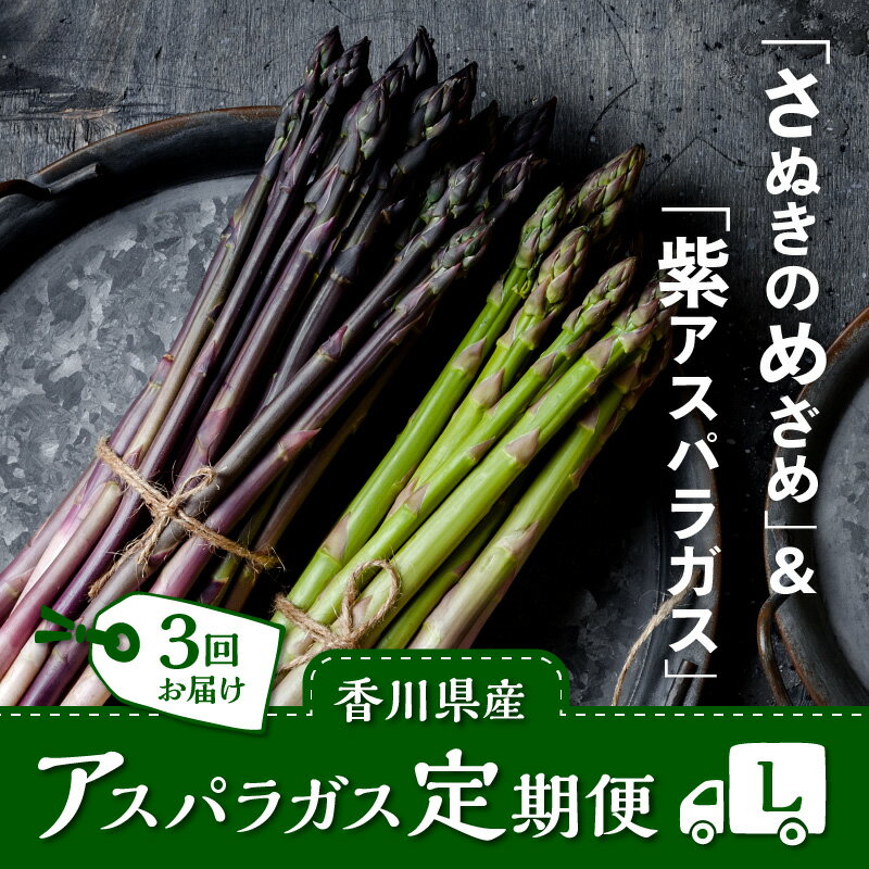 【ふるさと納税】香川県産アスパラガス定期便L | さぬきのめざめ 香川県産 定期便L アスパラ 紫アスパラガス 春芽 セミロング 食べ比べ 瀬戸内 シャキシャキ食感 柔らかい 爽やかな甘み 野菜 食品 人気 おすすめ お取り寄せ野菜 オリジナル品種 送料無料 香川県 高松市 - 画像2