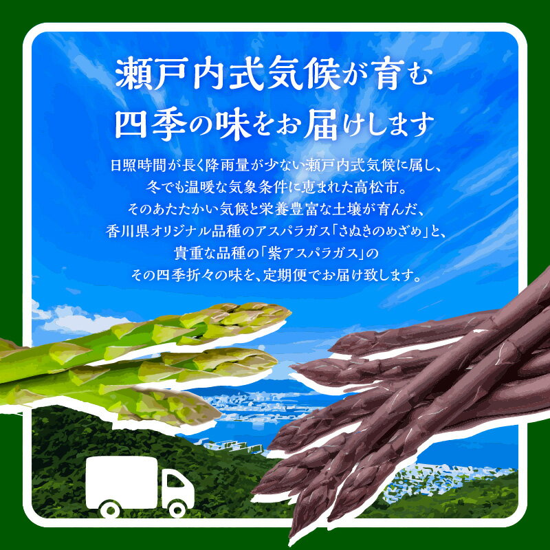 【ふるさと納税】香川県産アスパラガス定期便I | さぬきのめざめ 香川県産 定期便I アスパラ 紫アスパラガス Lサイズ以上 セミロング 瀬戸内 シャキシャキ食感 柔らかい 爽やかな甘み 野菜 食品 人気 おすすめ お取り寄せ野菜 オリジナル品種 送料無料 香川県 高松市 - 画像3